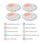 Pastel Dinner Plates Set Of 4 10Inch - Dinner plates, ceramic dinner plates, dinner plate set, round plates, floral plates