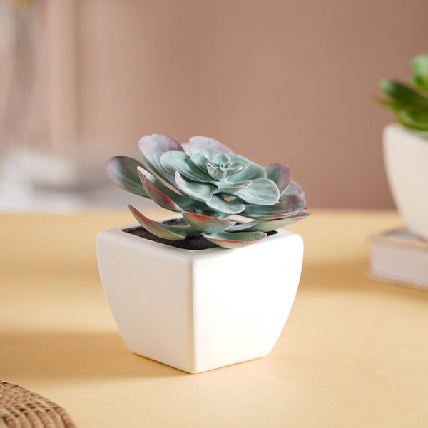 Bonsai Plant