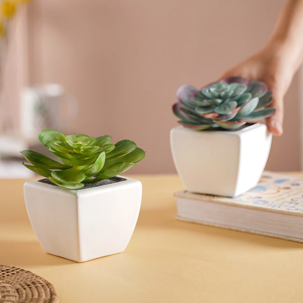 Bonsai Plant