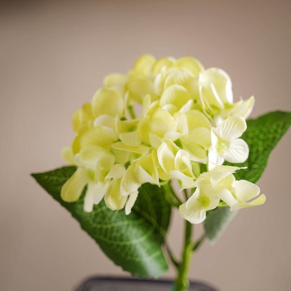 Hydrangea Blossom