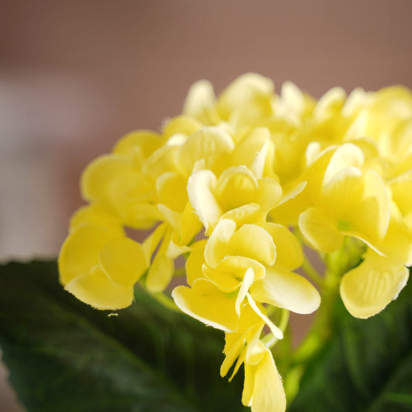 Hydrangea Blossom