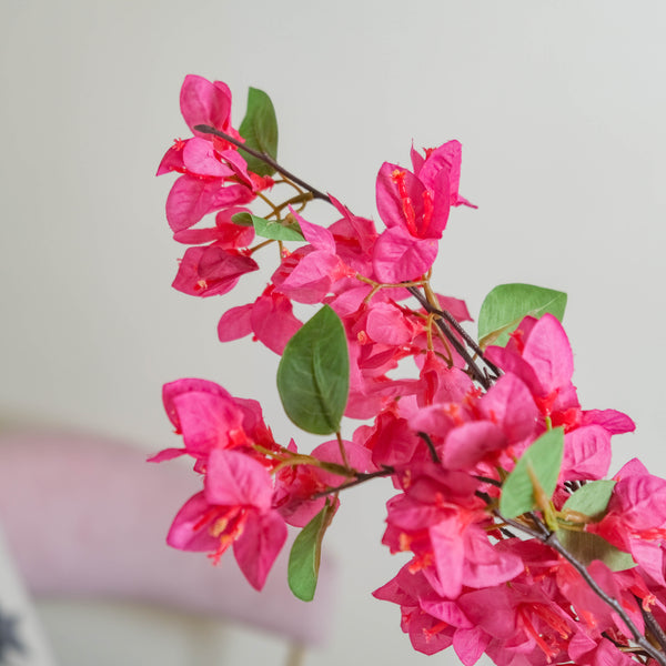 Bougainvillea Flower