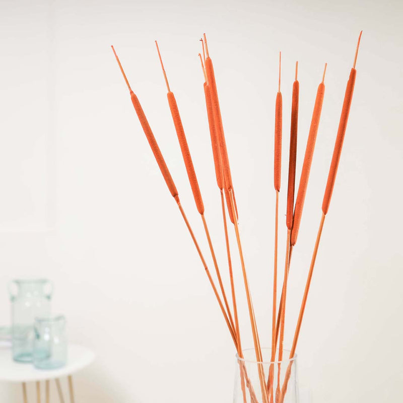Cattail For Vase - Dried flower decorative sticks | Ecofriendly and natural home decor items