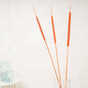 Cattail For Vase - Dried flower decorative sticks | Ecofriendly and natural home decor items