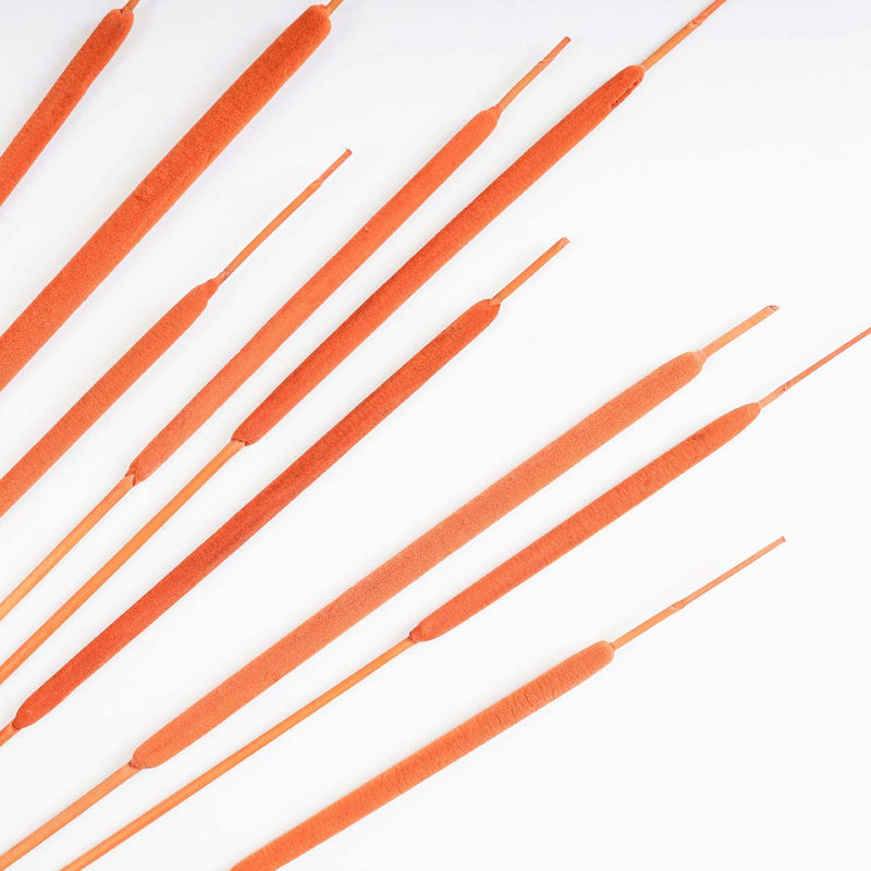 Cattail For Vase - Dried flower decorative sticks | Ecofriendly and natural home decor items