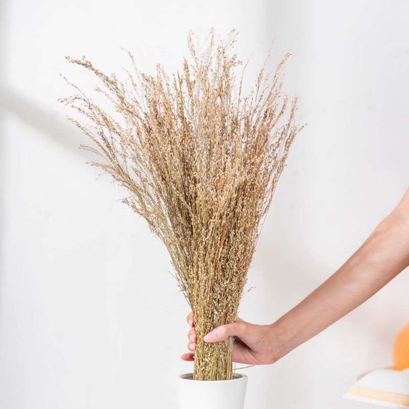 Natural Star Grass 100 Grams - Natural and sustainable home decor products | Room decoration items