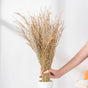 Natural Star Grass 100 Grams - Natural and sustainable home decor products | Room decoration items