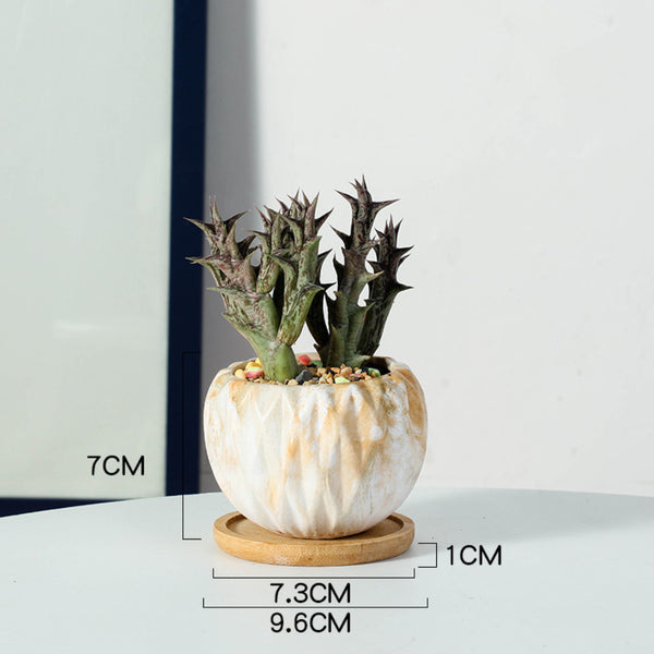 Succulent Planter