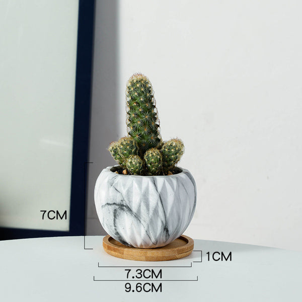 Succulent Planter