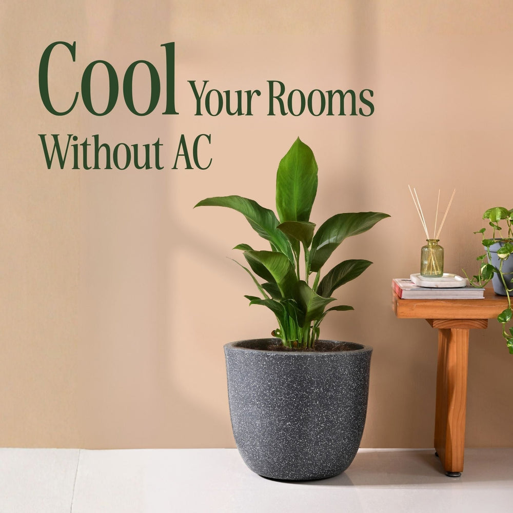 How To Make Your Home Feel Cooler In Indian Summers - Without AC