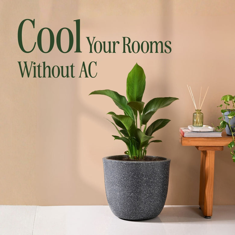 indian summers cooling tricks
