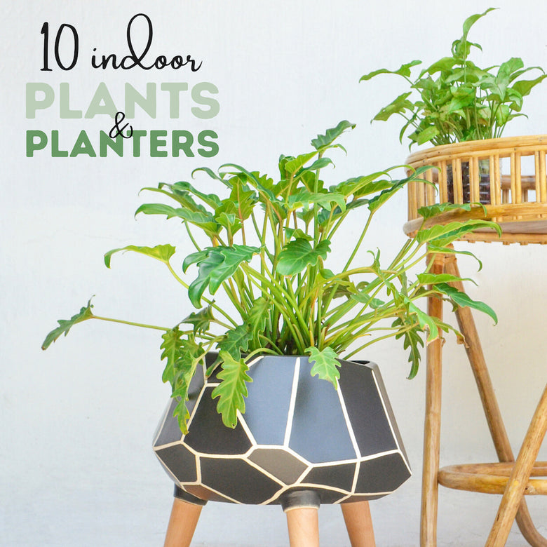 10 Indoor Plants & Planters - Nestasia