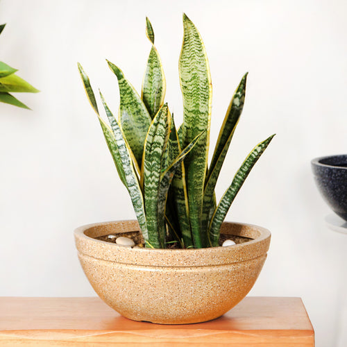 Amplio Beige Round Lotus Planter 39x19 Inch