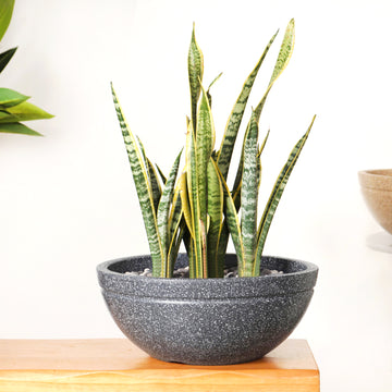 Amplio Granite Grey Round Lotus Planter 39x19 Inch