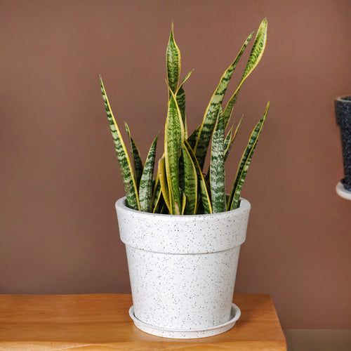 Amplio White Planter 26x24 Inch