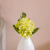 Hydrangea With Leaves Green