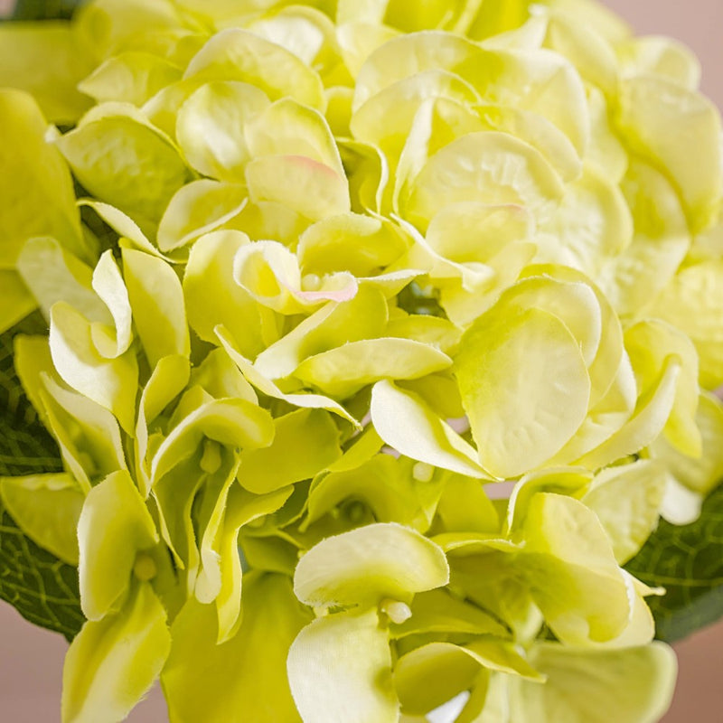 Hydrangea With Leaves Green