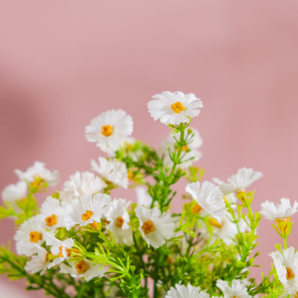 Chrysanthemum Bud Stem