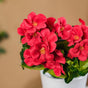 Begonia Flower Stem - Artificial flower | Home decor item | Room decoration item