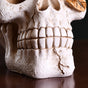 Macabre Skull And Flowers Showpiece For Home Decor