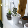 Flowering Pots with Handles - Indoor planters and flower pots | Home decor items