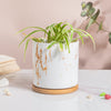 Carrara Brown Streak White Ceramic Planter With Wooden Coaster - Indoor planters and flower pots | Home decor items