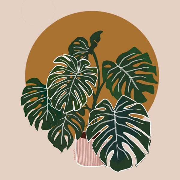 500 Monstera Leaf Pictures HD  Download Free Images on Unsplash