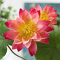 Artificial Lotus - Artificial flower | Home decor item | Room decoration item