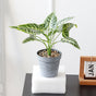 Artificial Plant in Pot - Artificial Plant | Flower for vase | Home decor item | Room decoration item