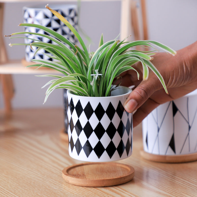 Ebony & Ivory Ceramic Planter With Coaster Set Of 8