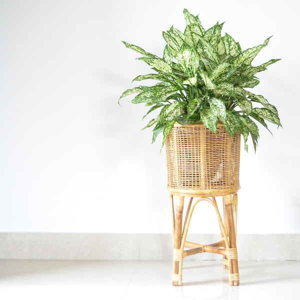 Cane Planter Set - Indoor planters and flower pots | Home decor items