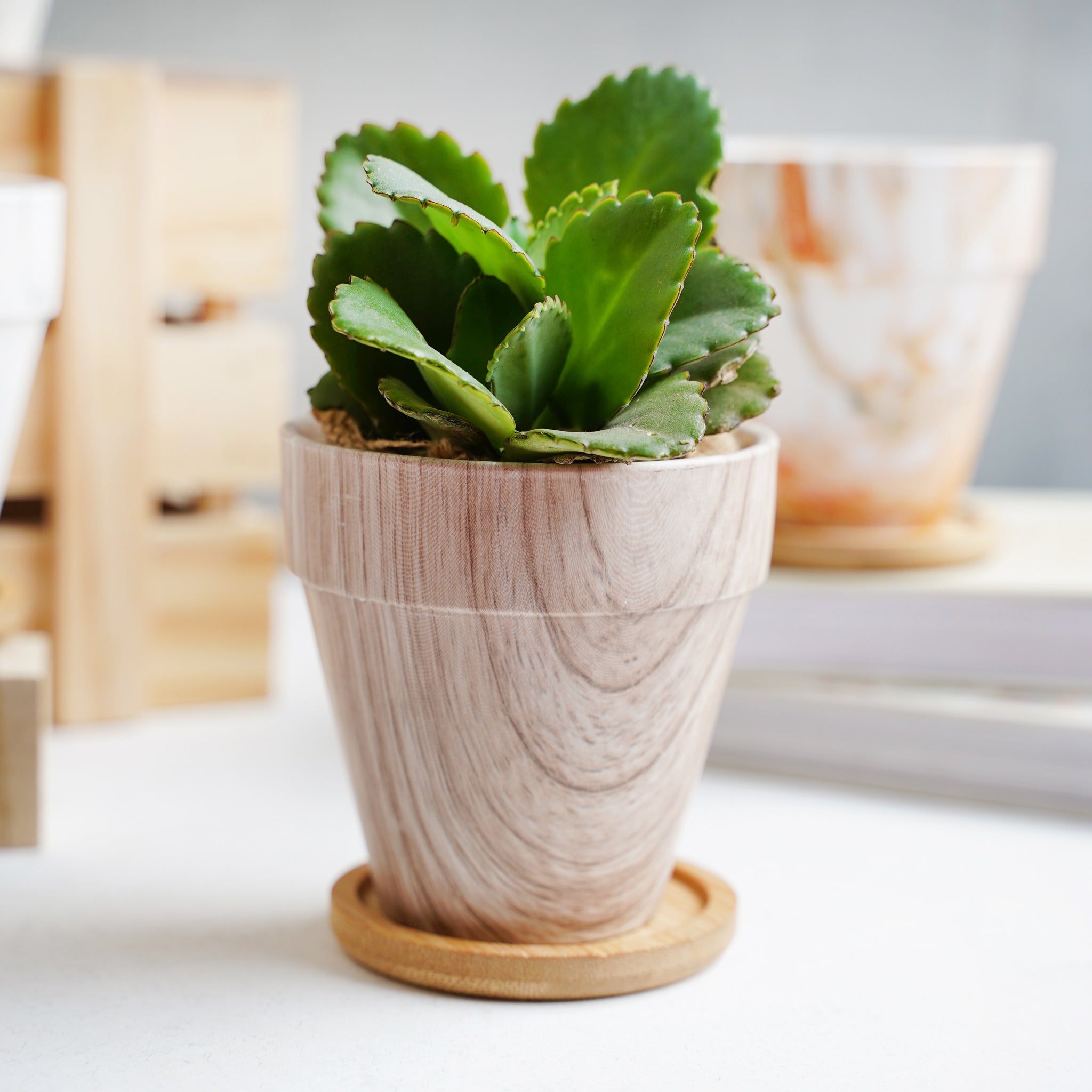 Ceramic plant deals pots