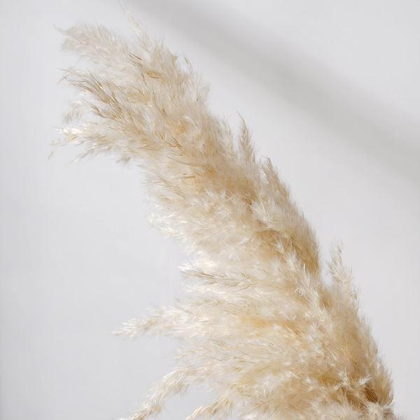 Pampas Grass For Decor