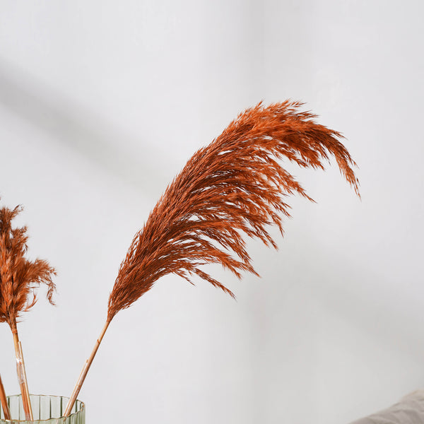 Pampas Grass For Vase - Natural and sustainable home decor products | Room decoration items