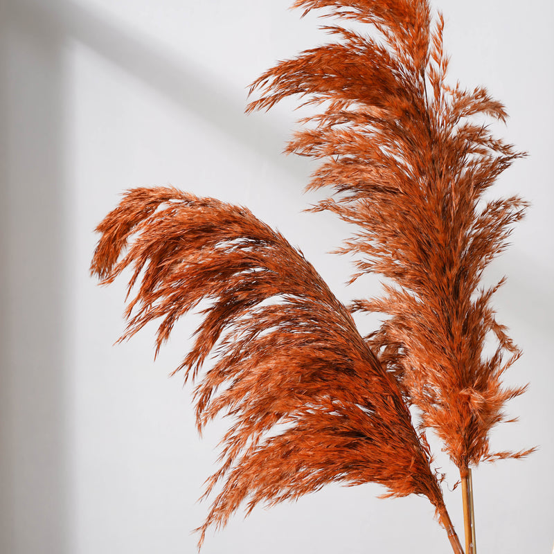 Pampas Grass For Vase - Natural and sustainable home decor products | Room decoration items