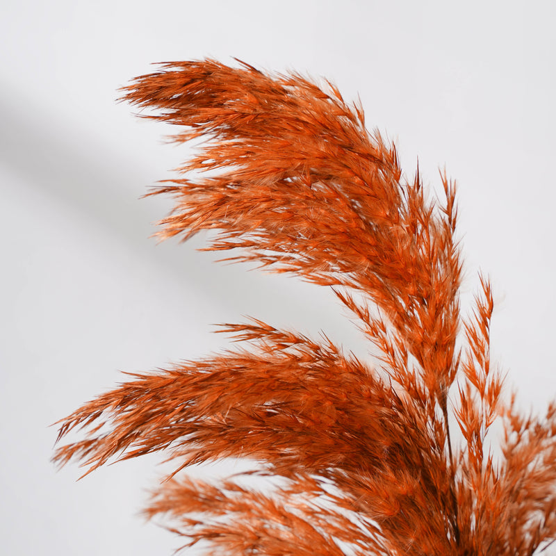 Pampas Grass For Vase - Natural and sustainable home decor products | Room decoration items