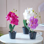 Colorful Orchid Stem - Artificial flower | Home decor item | Room decoration item