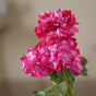 Artificial Carnation Flower - Artificial flower | Home decor item | Room decoration item