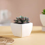 Faux Succulent Plant - Artificial flower | Home decor item | Room decoration item