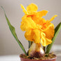 Faux Iris Plant - Artificial flower | Home decor item | Room decoration item