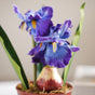 Faux Iris Plant - Artificial flower | Home decor item | Room decoration item