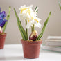 Faux Iris Plant - Artificial flower | Home decor item | Room decoration item