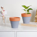 Brown Rim Grey Clay Pot Set Of 2 - Indoor planters and flower pots | Home decor items