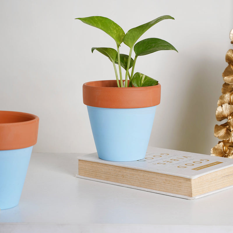 Brown Rim Sky Blue Clay Pot Set Of 2 - Indoor planters and flower pots | Home decor items