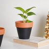 Brown Rim Black Clay Pot Set Of 2 - Indoor planters and flower pots | Home decor items