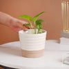 Abstract Lines Bicolour Pot - Indoor planters and flower pots | Home decor items