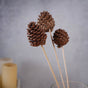 Decorative Pine Cones - Natural, organic and eco-friendly pine cones | Sustainable home decor items