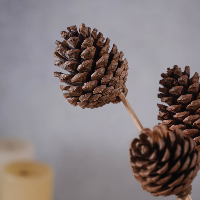 Decorative Pine Cones - Natural, organic and eco-friendly pine cones | Sustainable home decor items