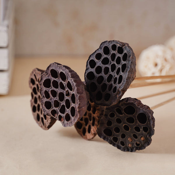 Lotus Seed Pod - Natural, organic and eco-friendly products | Sustainable home decor items