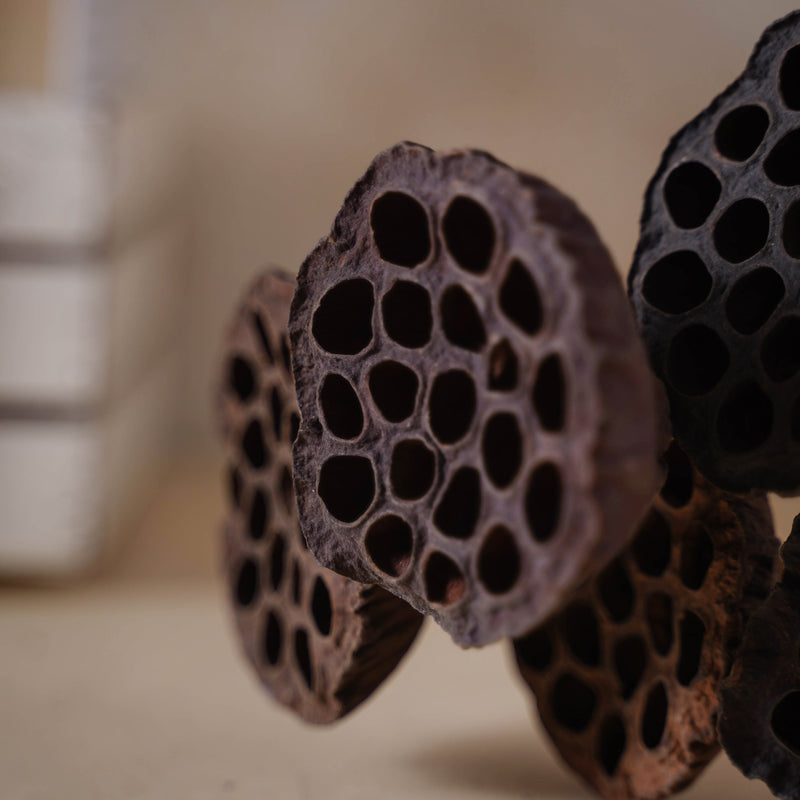 Lotus Seed Pod - Natural, organic and eco-friendly products | Sustainable home decor items
